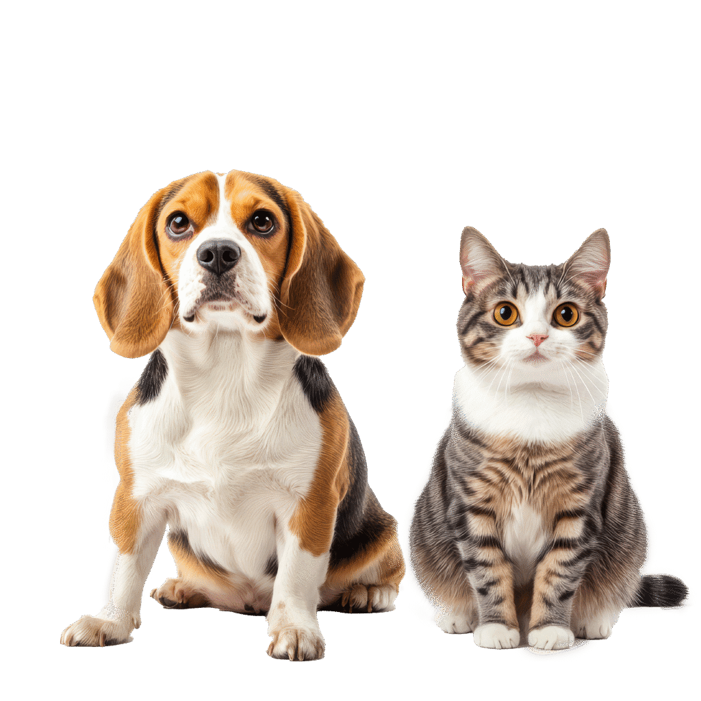 Dog and cat at Jolly Vet Clinic